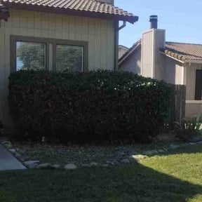 Bush Trimming by Scott's Landscape and pool service reviewed on March 23, 2025
