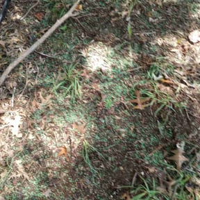 Lawn Seeding by Maximusllc reviewed on February 10, 2025