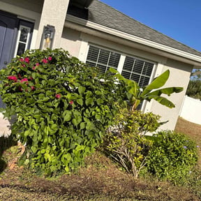 Bush Trimming by Truleaf landscaping reviewed on July 12, 2025