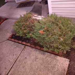 Flower Bed Weeding by Da Munchez/ High 5 landscaping reviewed on July 21, 2022