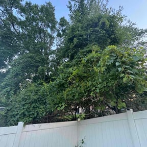 Bush Trimming by Greg's gardens reviewed on November 19, 2024