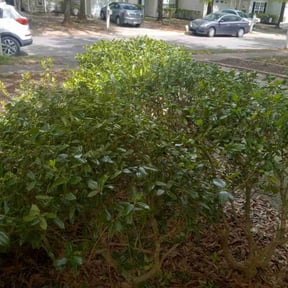 Bush Trimming by jalapenolandscaping reviewed on April 8, 2025