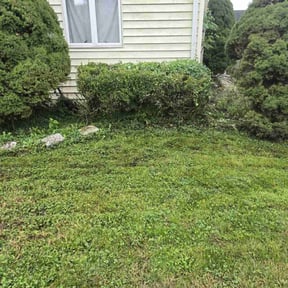 Bush Trimming by McHenry Landscaping and Pressure Washing reviewed on June 22, 2022