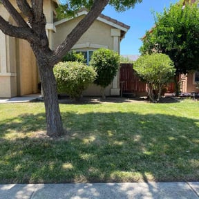 Bush Trimming by Wiley's Lawn Service reviewed on August 4, 2022