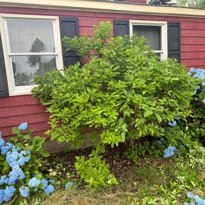 Bush Trimming by Pete’s Elite Lawn Care LLC reviewed on June 10, 2022