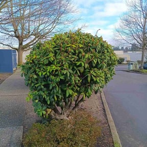 Bush Trimming by Walsh Landscape - Irrigation reviewed on June 4, 2022