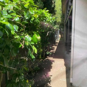 Bush Trimming by Dortch Demo and cleanup reviewed on June 2, 2022