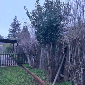 Bush Trimming by Maciel Landscaping reviewed on April 2, 2025