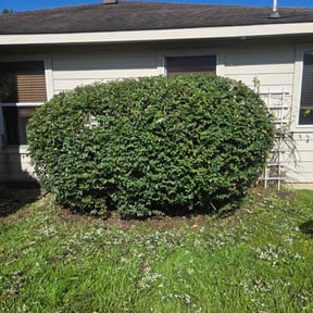 Bush Trimming by Matlock facility care LLC reviewed on October 17, 2023