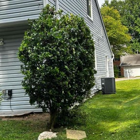 Bush Trimming by Krenik lawn services reviewed on October 24, 2024