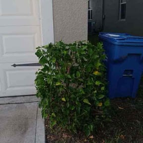 Bush Trimming by BLC3 LLC / Turf Guys reviewed on July 5, 2022