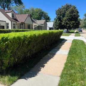 Bush Trimming by King Tuckers Lawncare service reviewed on May 22, 2022