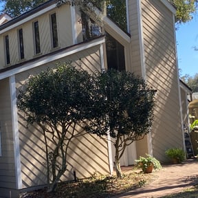 Bush Trimming by Tex Star property services reviewed on May 11, 2022