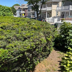 Bush Trimming by Cari lawn care reviewed on January 25, 2022