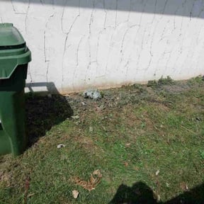 Cleanups by MZ Lawn Services reviewed on August 4, 2021