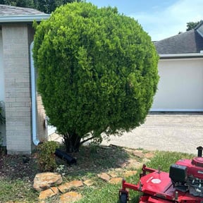 Bush Trimming by Hernandez Lawn Care reviewed on June 13, 2022