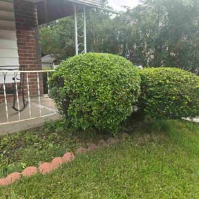Bush Trimming by LSLTDallas/FortWorthTruGreen reviewed on July 14, 2023
