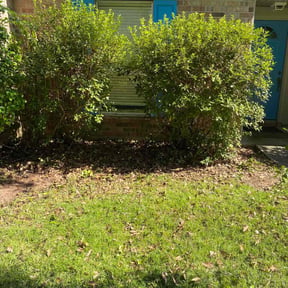 Bush Trimming by Quality lawn care reviewed on August 17, 2024