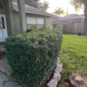 Bush Trimming by Mainline Lawn Care reviewed on July 12, 2022