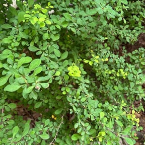 Bush Trimming by P&A Landscaping reviewed on August 8, 2022