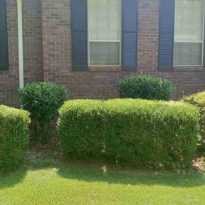 Bush Trimming by River City Lawn Service reviewed on April 25, 2022
