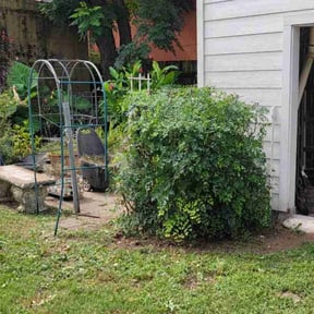 Bush Trimming by T’s lawn care reviewed on March 13, 2025