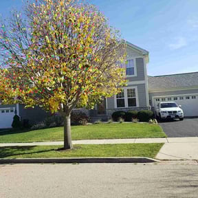 Leaf Removal by Avis Wrecking and lawn care co. reviewed on July 4, 2025