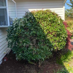 Bush Trimming by Tripps lawn reviewed on August 2, 2022