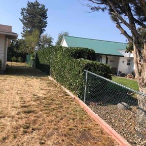 Bush Trimming by Bryon"s Landcaping Service reviewed on November 19, 2024