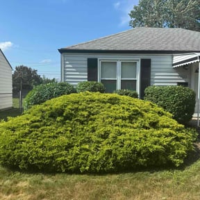 Bush Trimming by New leaf Landscaping reviewed on May 7, 2022