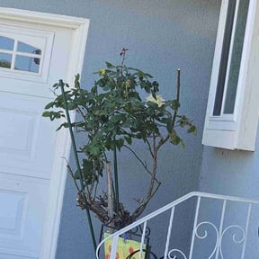 Bush Trimming by Diego Mojica Lawn Care reviewed on July 29, 2025