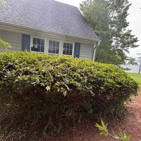 Bush Trimming by The Green Op reviewed on June 1, 2022