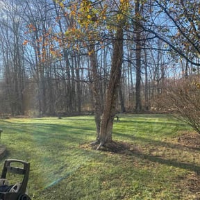Leaf Removal by Black horse reviewed on October 16, 2022