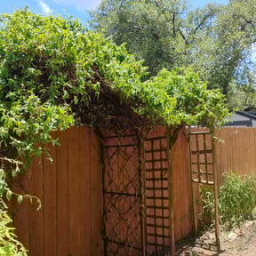 Bush Trimming by Northside lawn Care reviewed on June 20, 2022