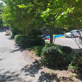 Bush Trimming by Willis Apex reviewed on July 19, 2022