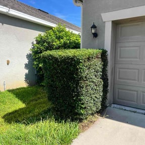 Bush Trimming by Willie lawn Care and more LLC reviewed on April 2, 2025