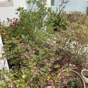 Bush Trimming by Cari lawn care reviewed on October 20, 2022