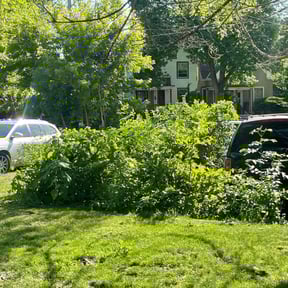 Bush Trimming by Strategically Designed Property Solutions reviewed on July 14, 2022