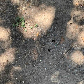 Weeding by Go Green Garza Solutions reviewed on March 12, 2025