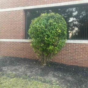 Bush Trimming by Florida’s Finest lawn care reviewed on July 28, 2022