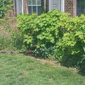 Bush Trimming by Angel Grass cutters reviewed on July 11, 2022