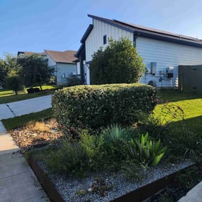 Bush Trimming by Bernal landscaping reviewed on June 25, 2025