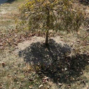 Bush Trimming by Victoria Landscaping, LLc reviewed on June 14, 2022