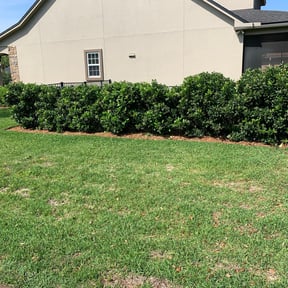 Bush Trimming by Default Remodel Services reviewed on November 21, 2021