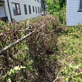 Bush Trimming by Demetrieus Bennett reviewed on May 18, 2022