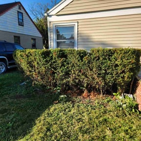 Bush Trimming by GreenLand Landscaping LLC reviewed on June 27, 2022