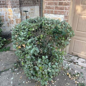 Bush Trimming by MowBetter reviewed on April 28, 2022