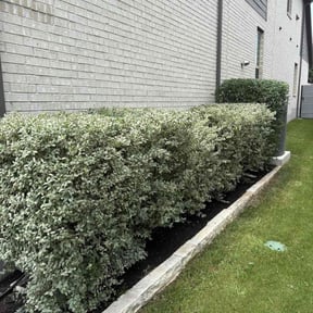 Bush Trimming by Elite Lawn care reviewed on August 5, 2021