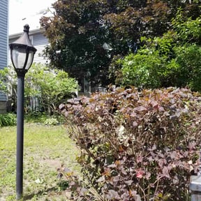Bush Trimming by Lawncare Recovery and landscape LLC reviewed on June 2, 2022