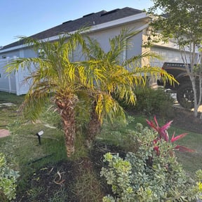Bush Trimming by 3D GARDEN design & lawn care reviewed on June 24, 2022